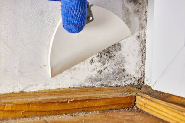 Best Mold Documentation for Insurance Claims  in Vonore, TN