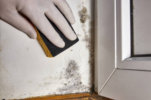  Vonore, TN Mold Removal Pros